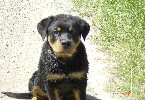 Samson