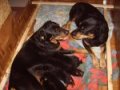 5 Jungs mit Eltern